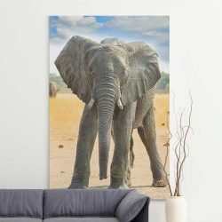 Leinwandbild Baby Elefant