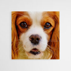 Leinwandbild Cavalier King Charles