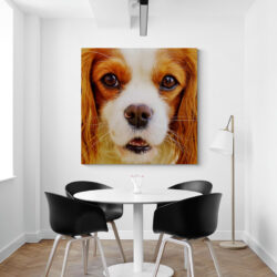 Leinwandbild Cavalier King Charles