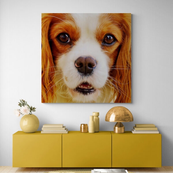 Leinwandbild Cavalier King Charles