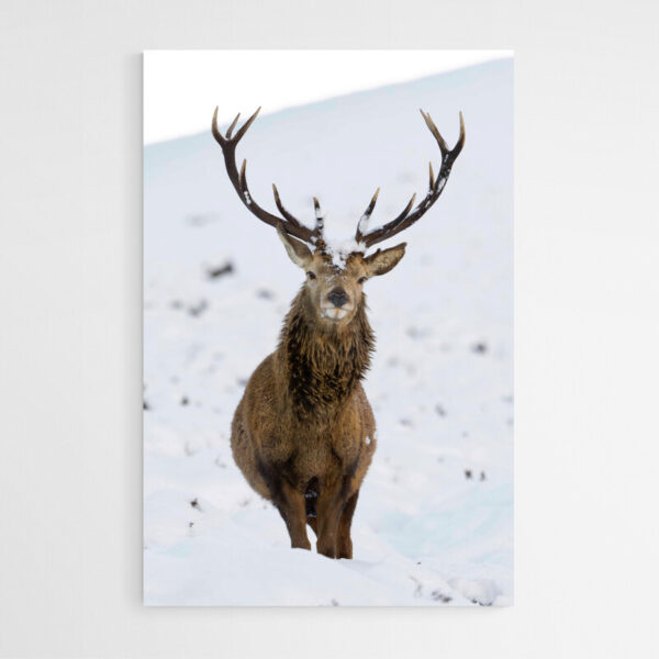 Leinwandbild Hirsch im Schnee