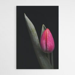 Leinwandbild Rote Tulpe